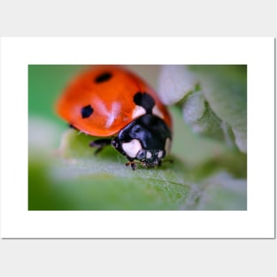 A Happy Little Ladybug, Macro Photograph Posters and Art